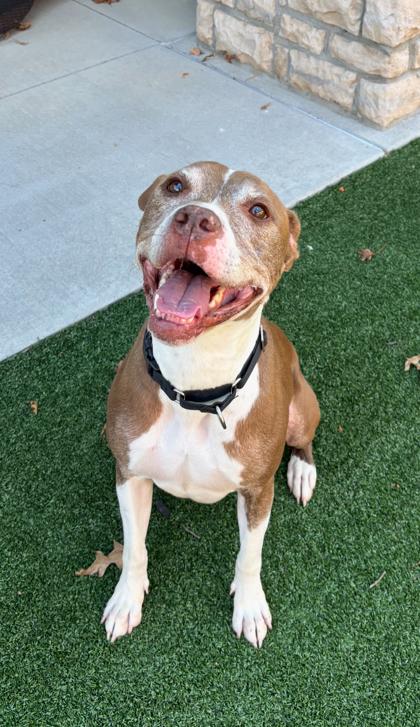 Buzz Lightyear, a Adoptable Mixed Breed in Cincinnati, OH image 2/3