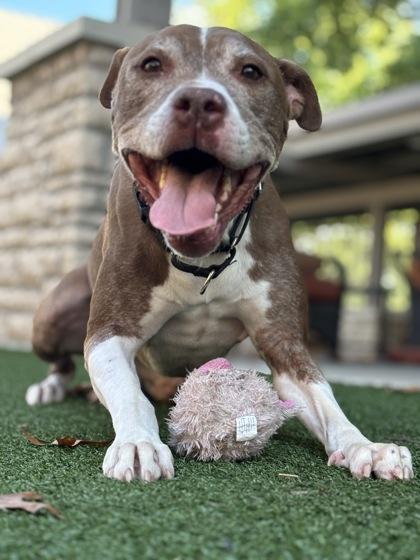 Buzz Lightyear, a Adoptable Mixed Breed in Cincinnati, OH image 3/3
