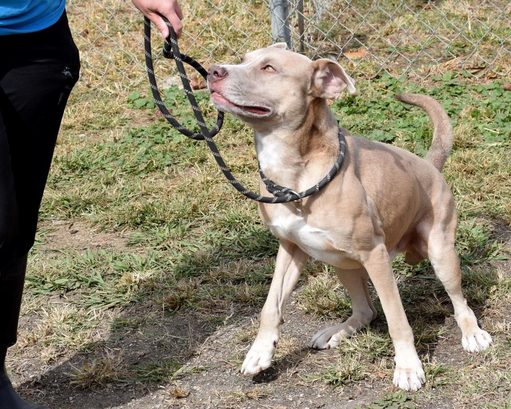 Enlarge Jenson, a Adoptable mixed breed in Anniston, AL image 5/6