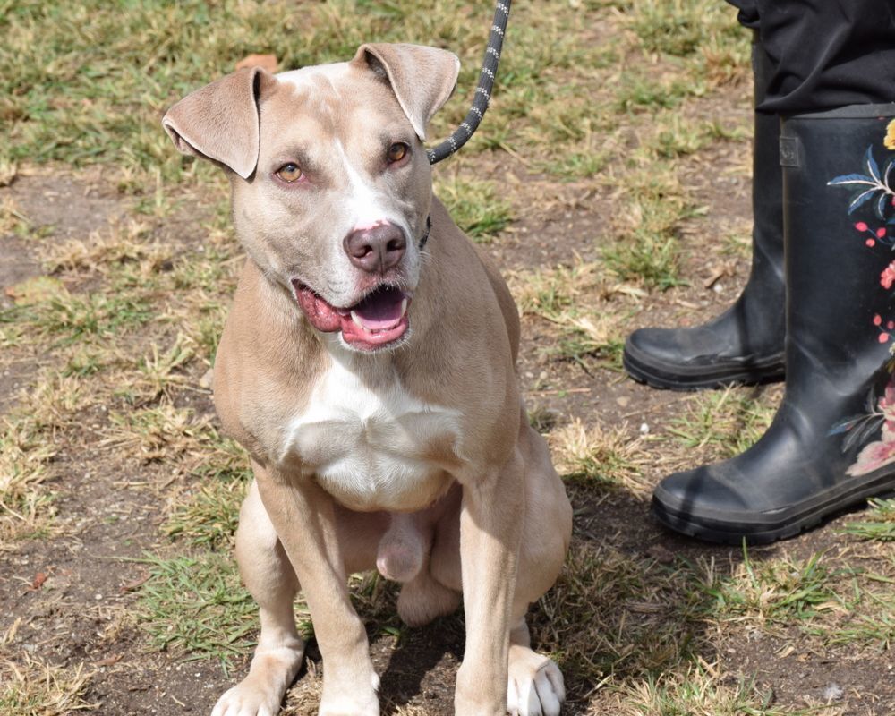 Enlarge Jenson, a Adoptable mixed breed in Anniston, AL image 3/6