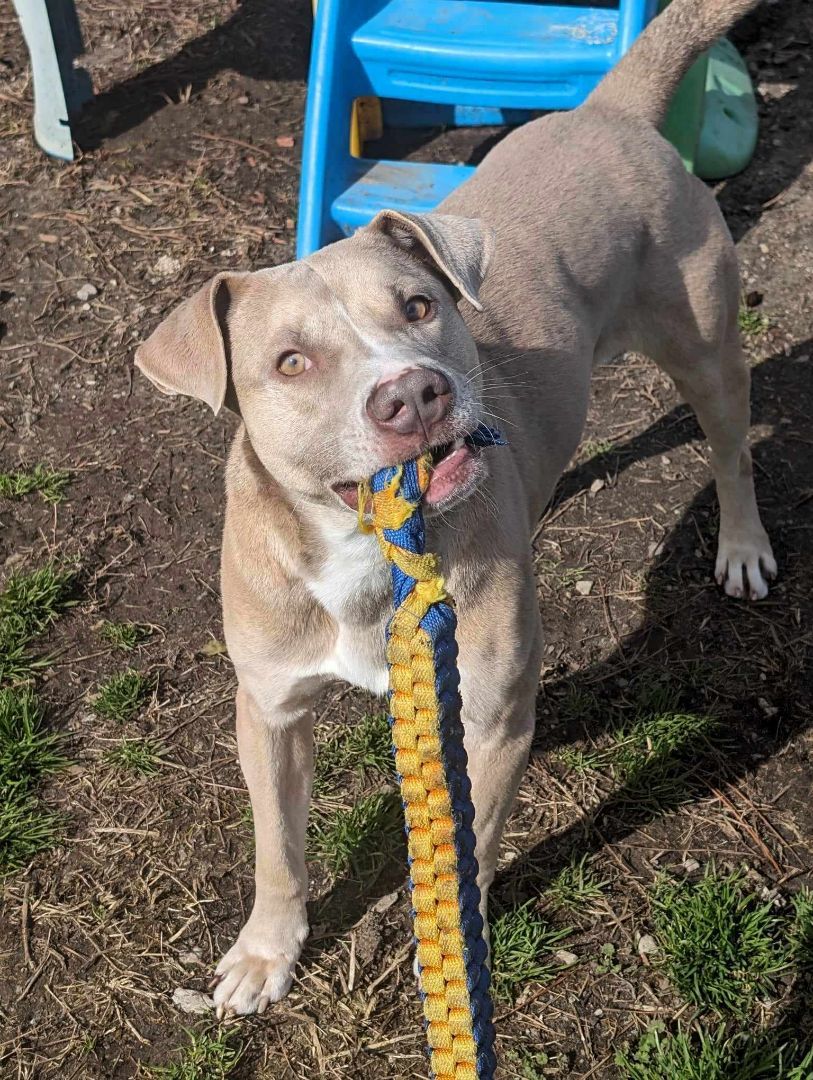 Enlarge Jenson, a Adoptable mixed breed in Anniston, AL image 4/6