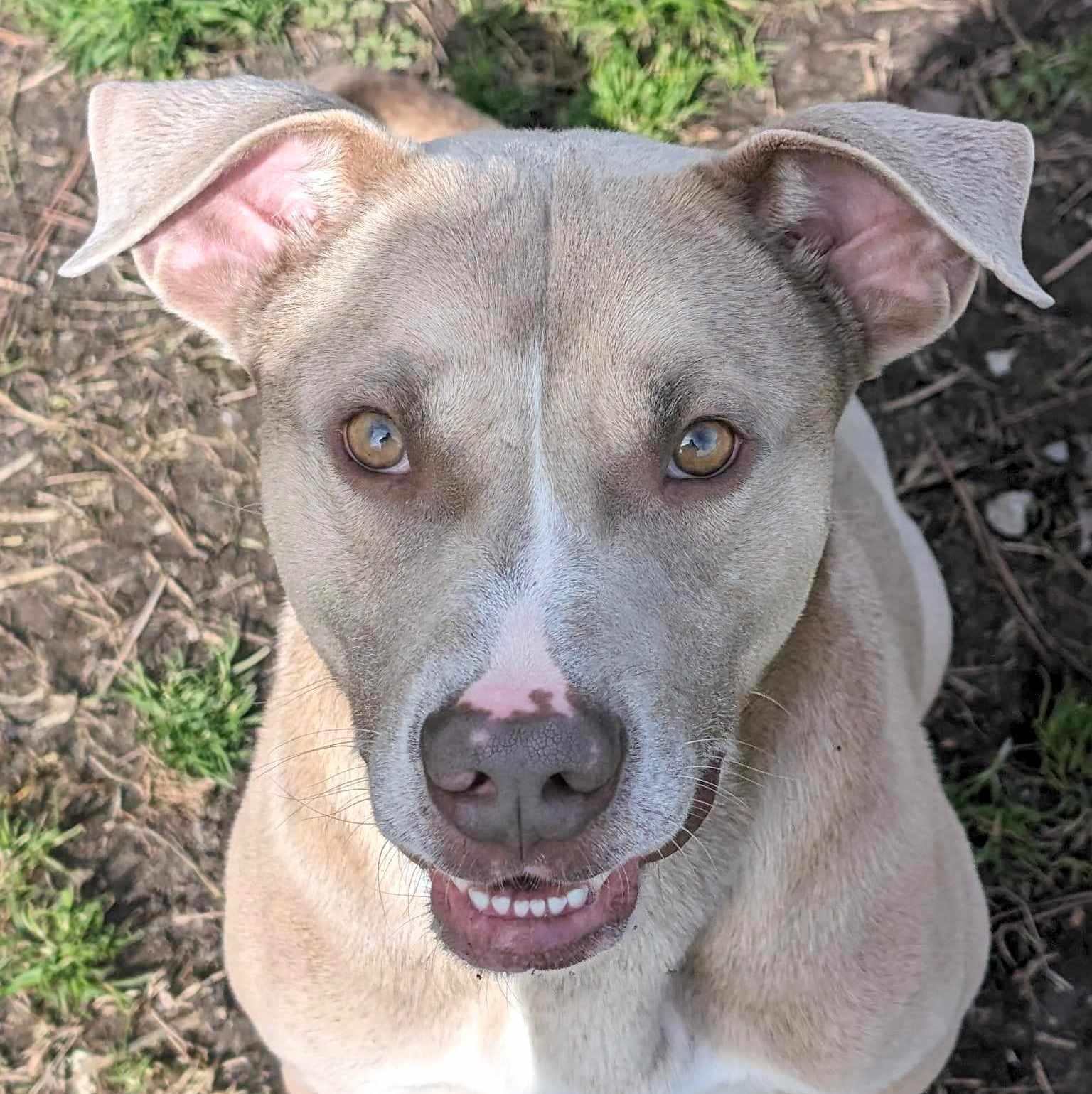 Enlarge Jenson, a Adoptable mixed breed in Anniston, AL image 1/6