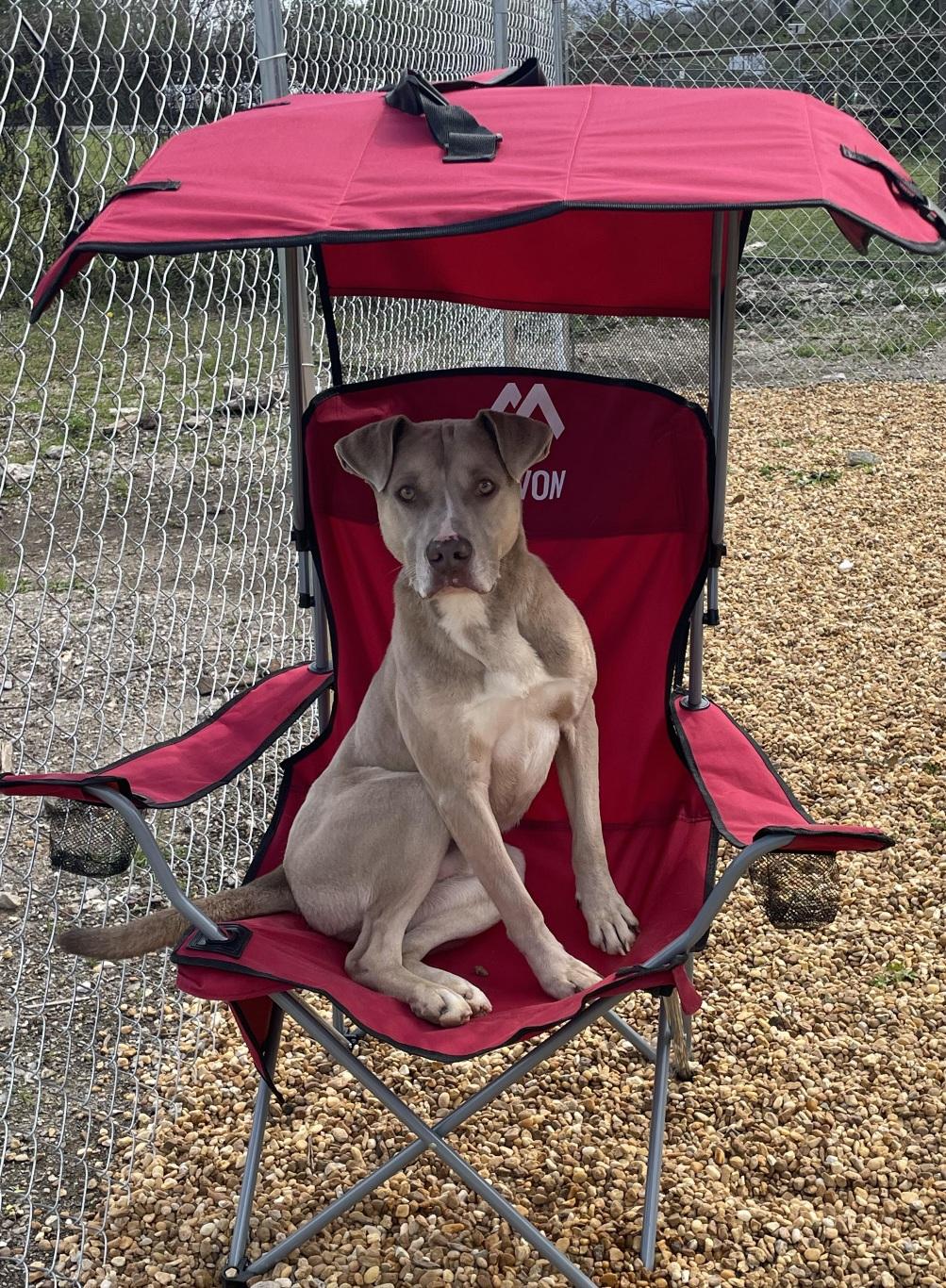 Enlarge Jenson, a Adoptable mixed breed in Anniston, AL image 6/6