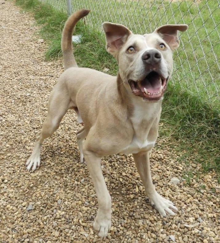 Enlarge Jenson, a Adoptable mixed breed in Anniston, AL image 2/6