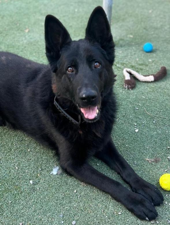 OTTO, Adoptable, Senior Male German Shepherd Dog.