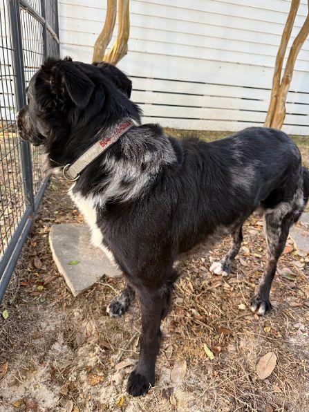 Enlarge Palmer, a Adoptable mixed breed in Pass Christian, MS image 3/6