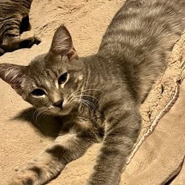 Morton, a Adoptable Domestic Short Hair in Johnsburg, IL image 2/6