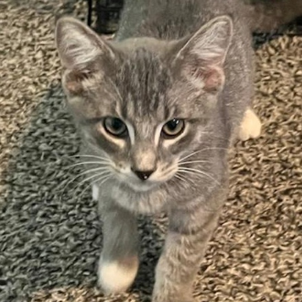 Morton, a Adoptable Domestic Short Hair in Johnsburg, IL image 3/6