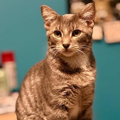 Morton, a Adoptable Domestic Short Hair in Johnsburg, IL image 1/6