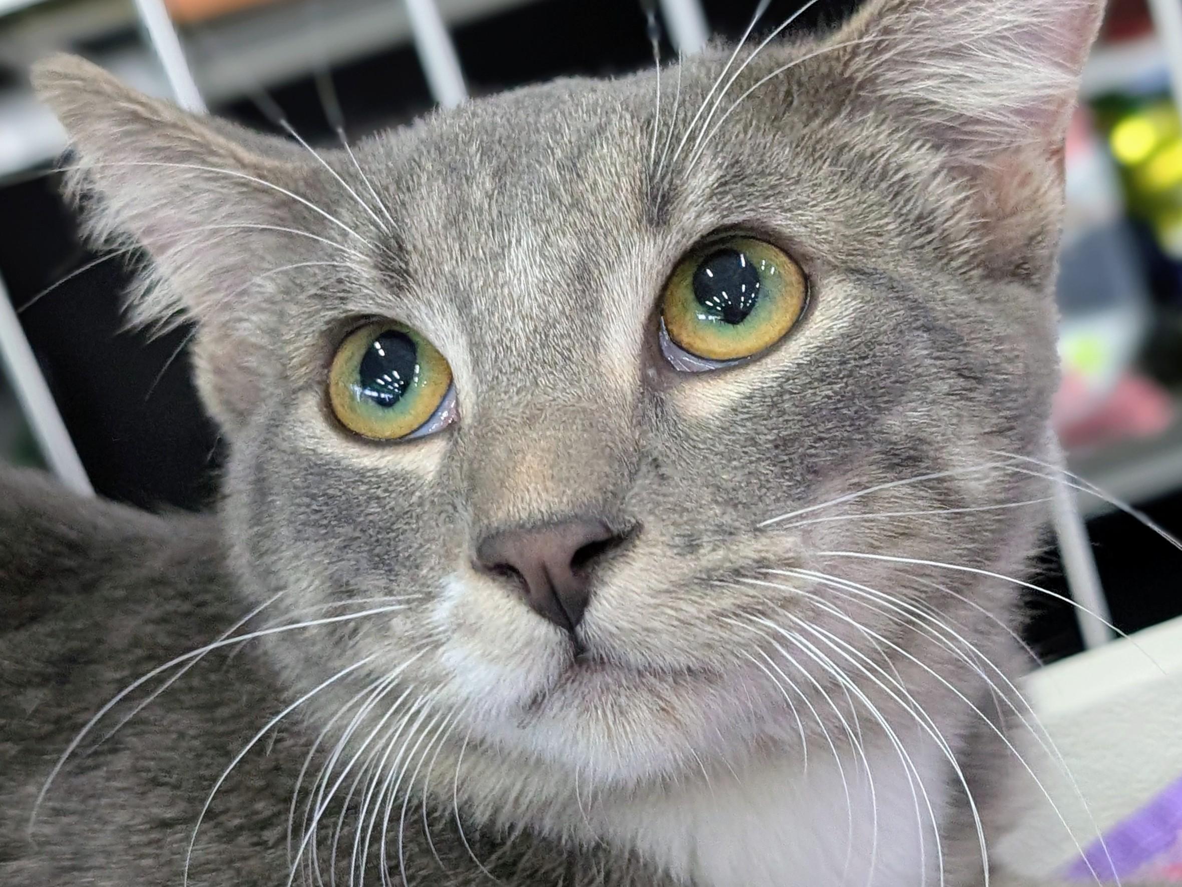 Enlarge Morton, a Adoptable Domestic Short Hair in Johnsburg, IL image 1/6