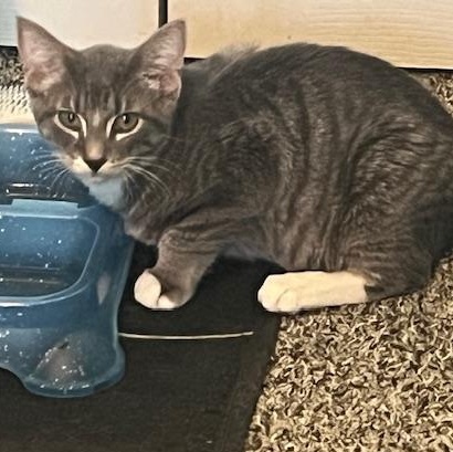 Morton, a Adoptable Domestic Short Hair in Johnsburg, IL image 5/6