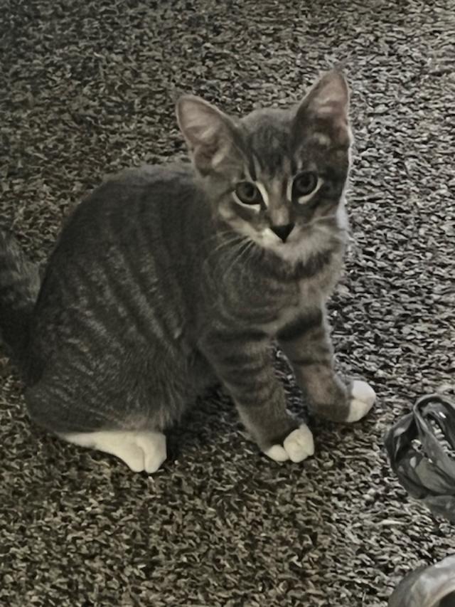 Morton, a Adoptable Domestic Short Hair in Johnsburg, IL image 6/6