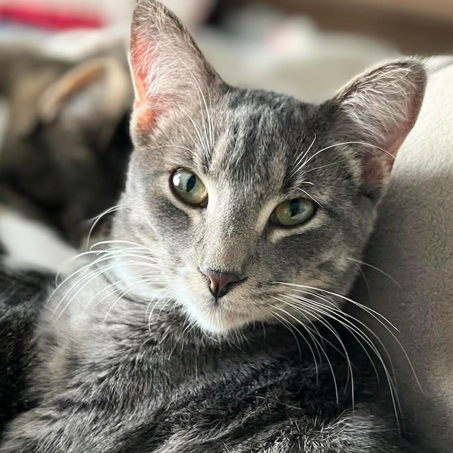 Enlarge Morton, a Adoptable Domestic Short Hair in Johnsburg, IL image 1/6