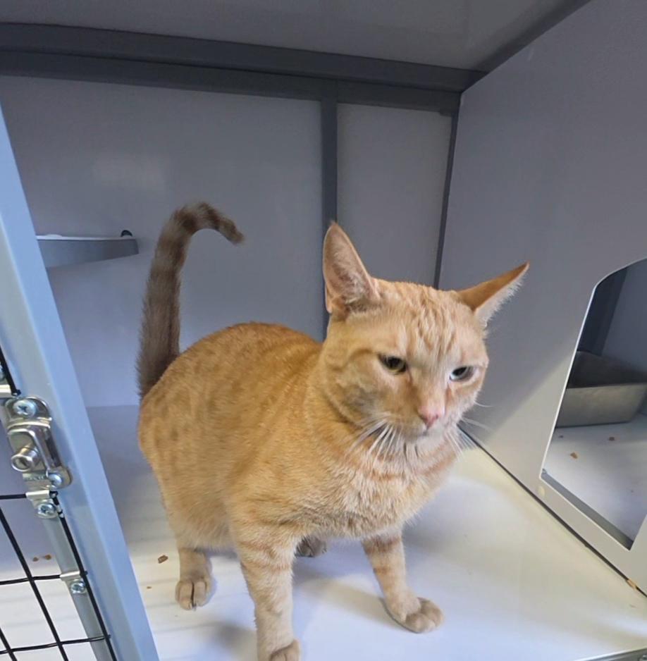 Taffy, Adoptable, Young Male Domestic Short Hair.