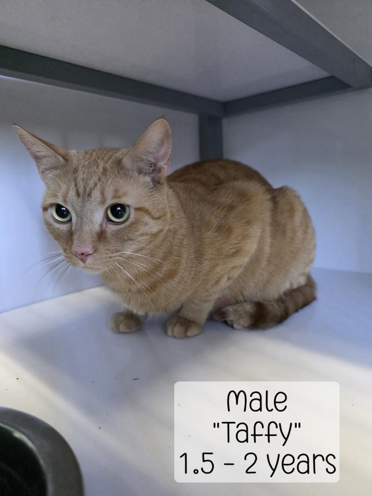 Enlarge Taffy, a Adoptable mixed breed in Holbrook, AZ image 1/1