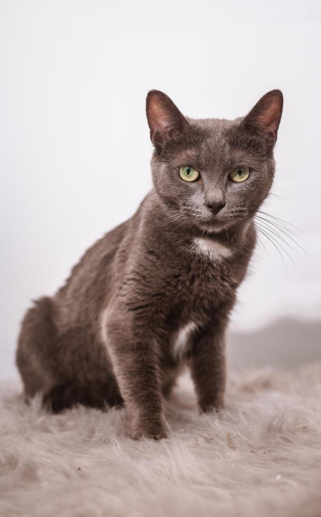 Enlarge Shae, a ADOPTABLE mixed breed in Houston, TX image 2/3