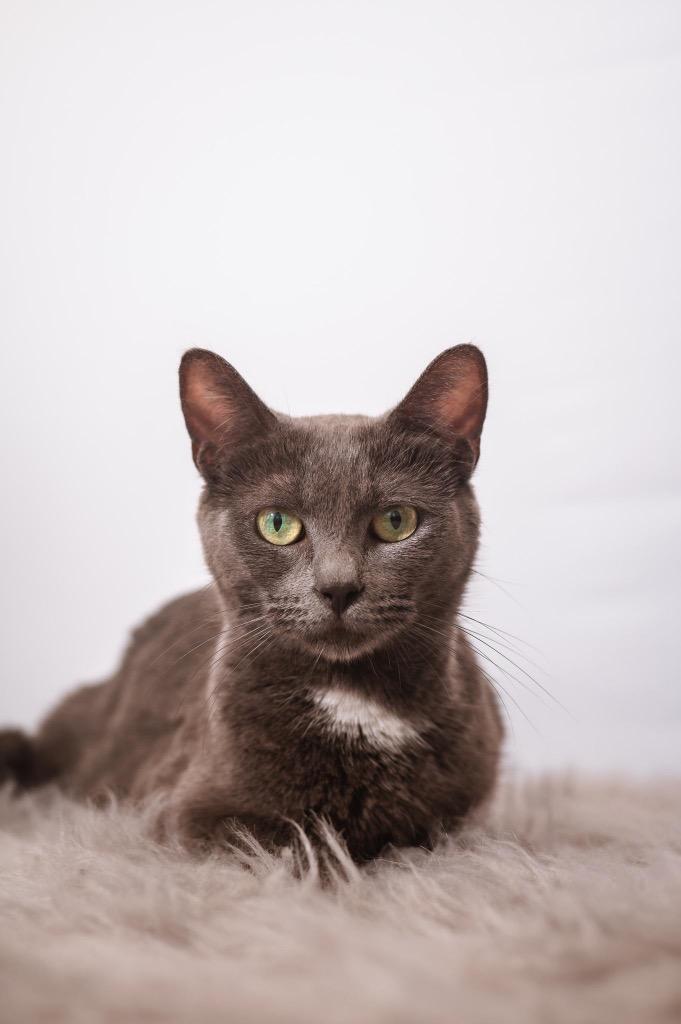 Enlarge Shae, a ADOPTABLE mixed breed in Houston, TX image 1/3