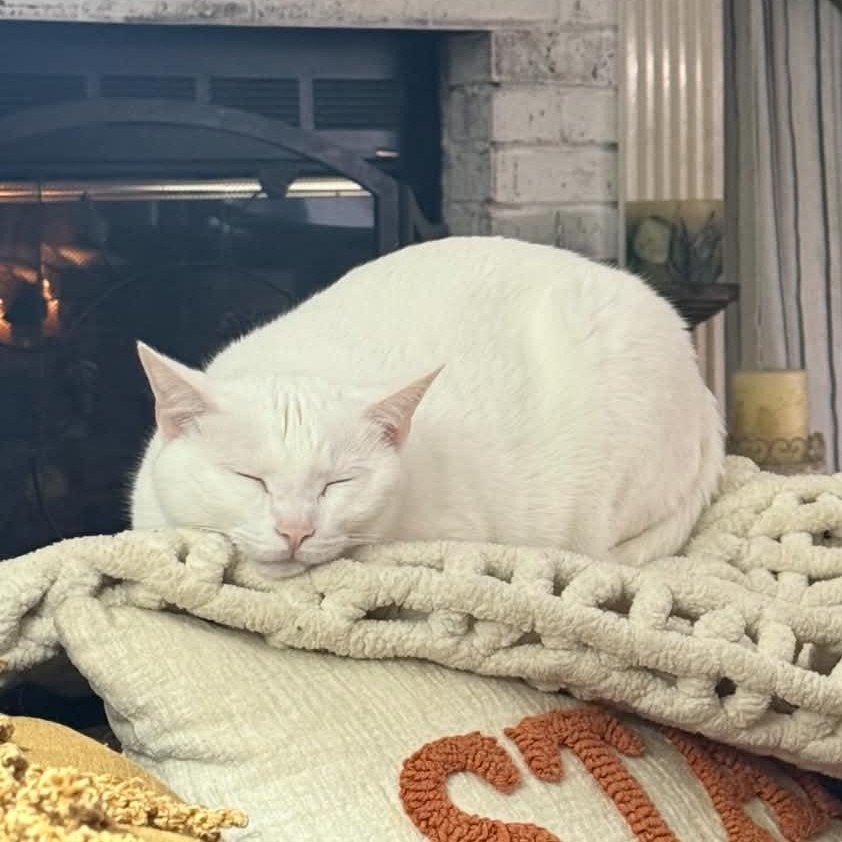 Enlarge Karma, a Adoptable Domestic Short Hair in quinton, AL image 1/5