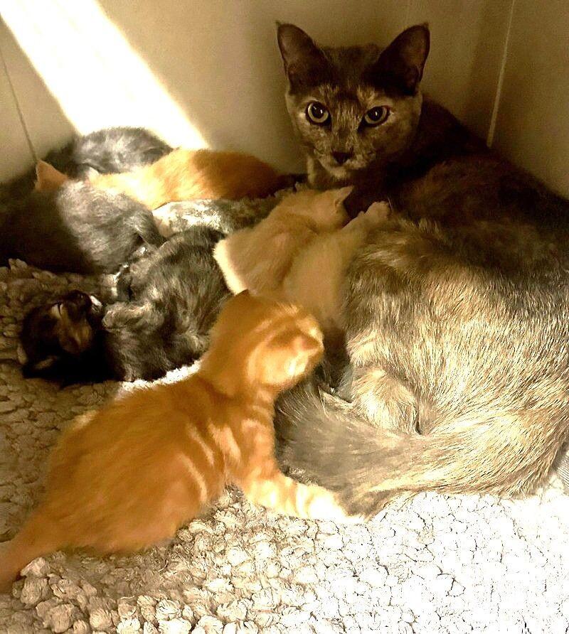 Sophia ♡, Adoptable, Adult Female Tortoiseshell.