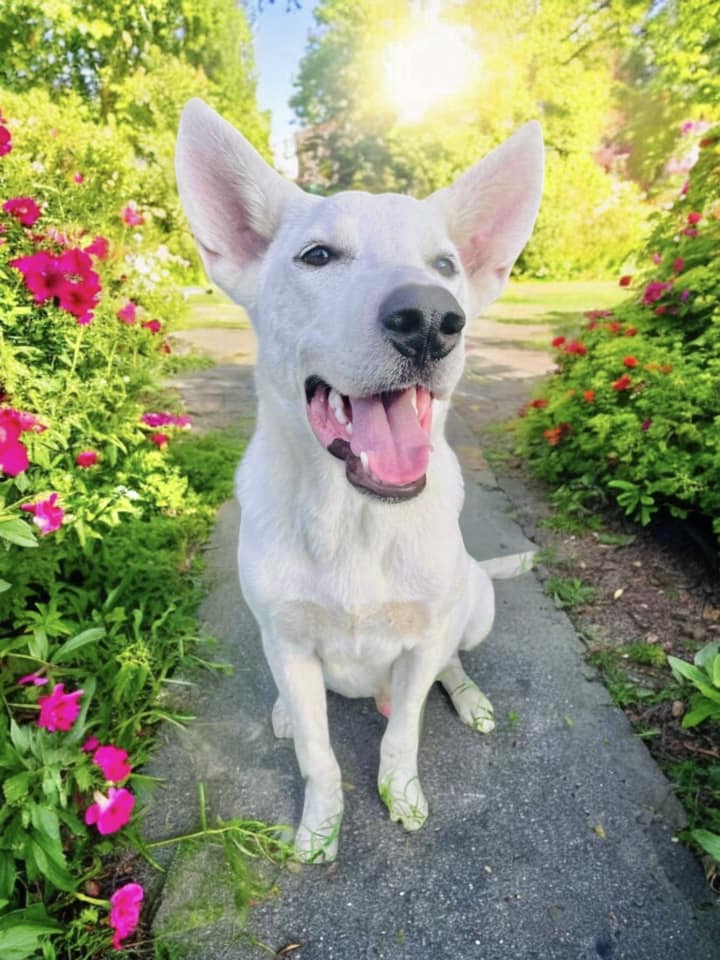 Dog for adoption Snowy, a German Shepherd Dog in Grove City, PA