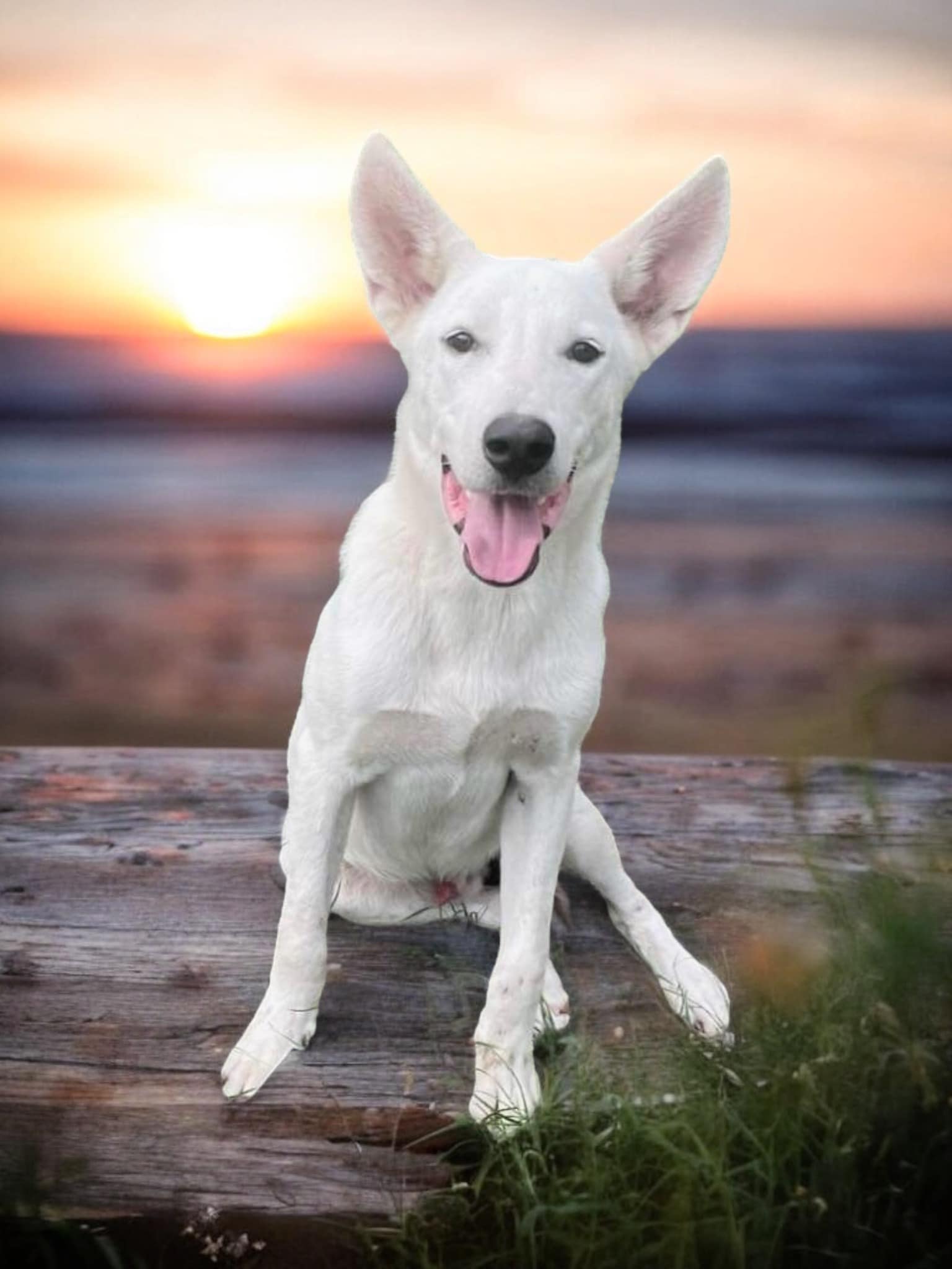 Dog for adoption Snowy, a German Shepherd Dog in Grove City, PA