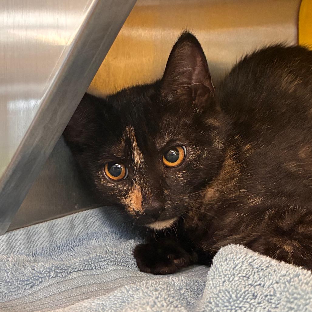 Enlarge Galadriel, a Adoptable Domestic Short Hair in Manhattan, KS image 1/1
