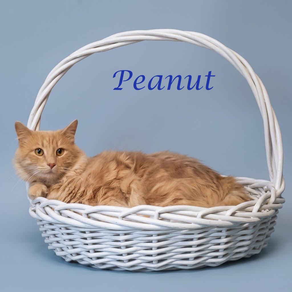 Peanut C26-121, a Adoptable Domestic Medium Hair in Lebanon, TN image 1/4