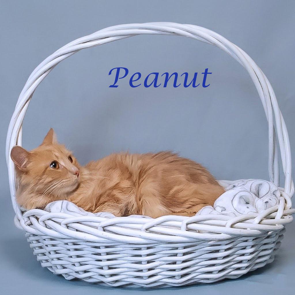 Peanut C26-121, a Adoptable Domestic Medium Hair in Lebanon, TN image 2/4