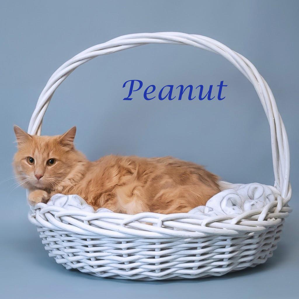 Peanut C26-121, a Adoptable Domestic Medium Hair in Lebanon, TN image 3/4