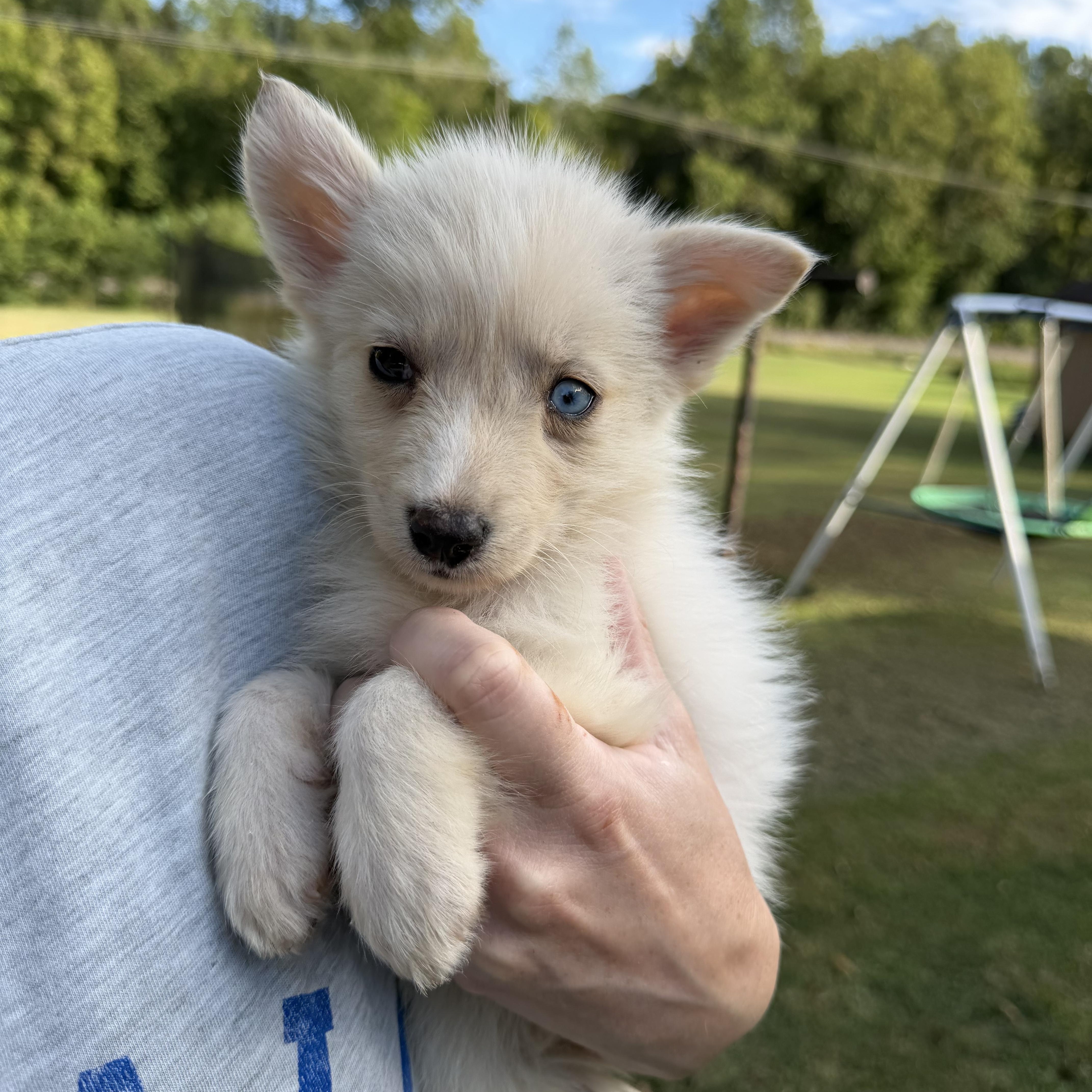 Wrenlee, Adopted, Puppy Female Husky & Border Collie.