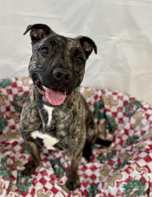 Enlarge INK BLOT, a Adoptable mixed breed in Kalamazoo, MI image 1/1