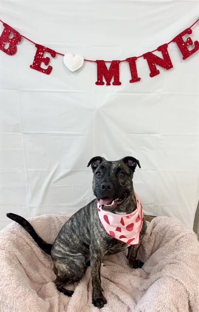 Enlarge INK BLOT, a Adoptable mixed breed in Kalamazoo, MI image 1/1