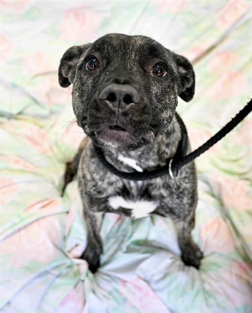 INK BLOT, Adoptable, Young Female American Staffordshire Terrier & Mixed Breed.