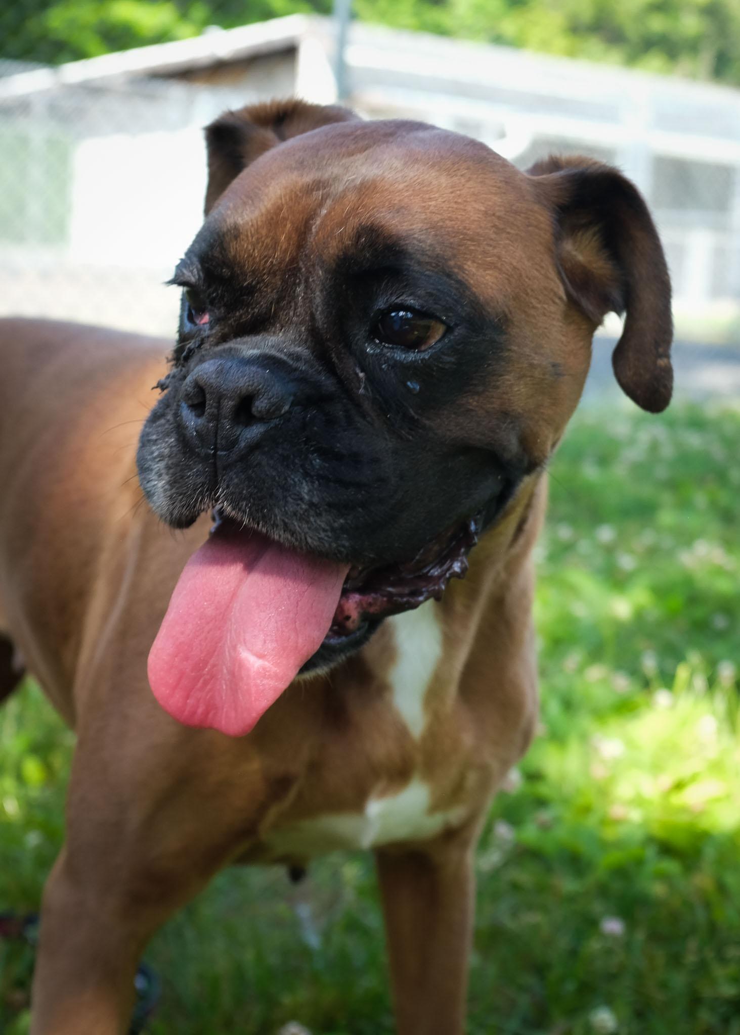 Elina, a ADOPTABLE Boxer in Middlesex, NJ image 3/3