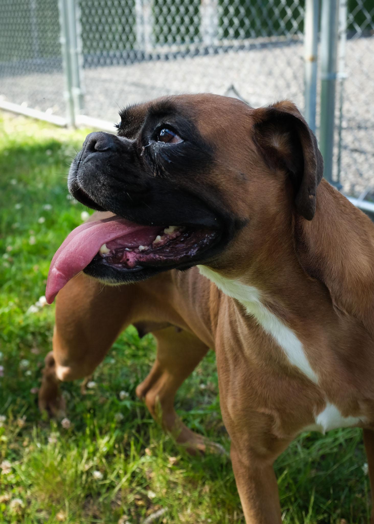 Elina, a ADOPTABLE Boxer in Middlesex, NJ image 2/3