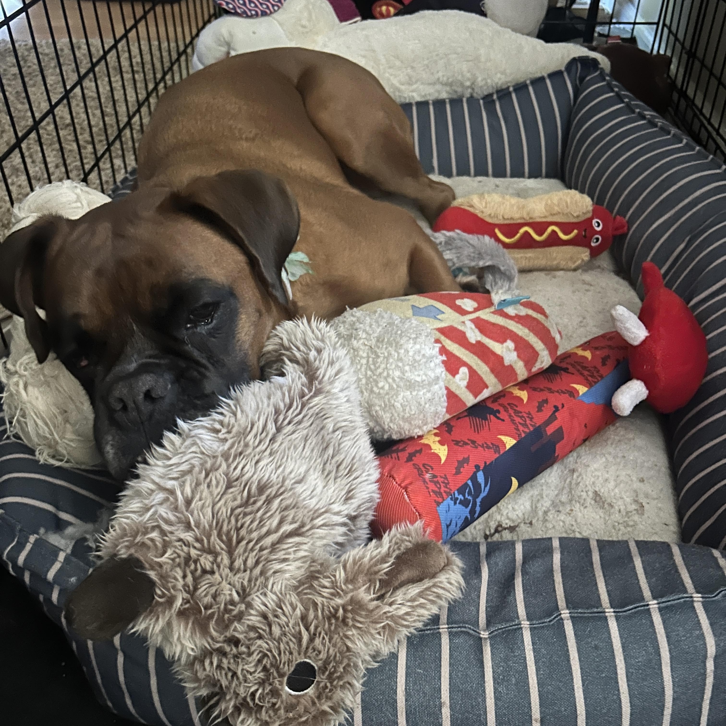 Enlarge Elina, an adoption pending Boxer in Middlesex, NJ image 6/6