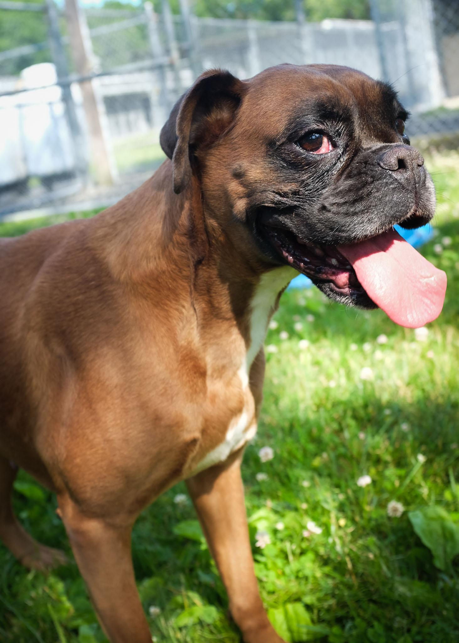 Elina, ADOPTABLE, Adult Female Boxer.