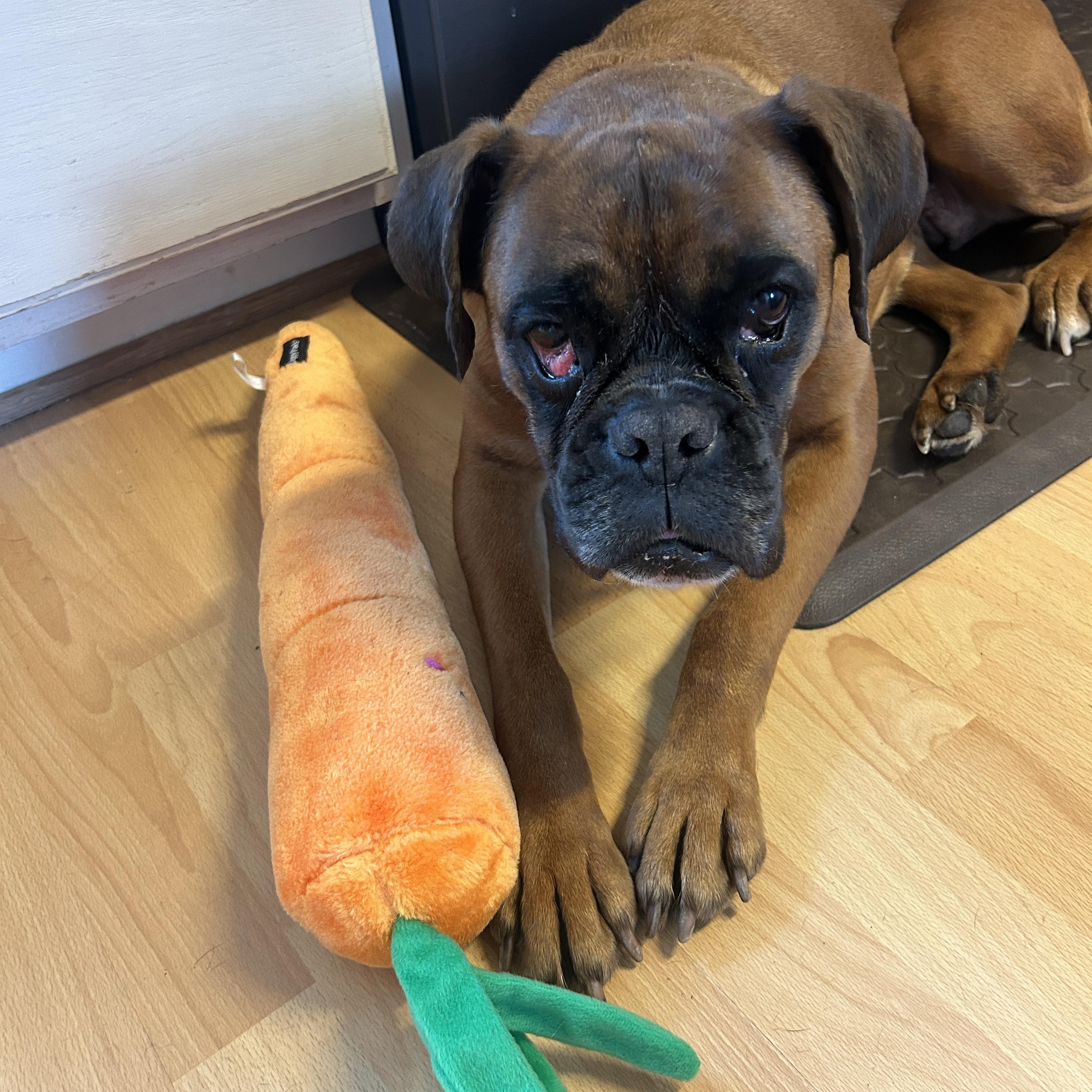 Enlarge Elina, an adoption pending Boxer in Middlesex, NJ image 1/6
