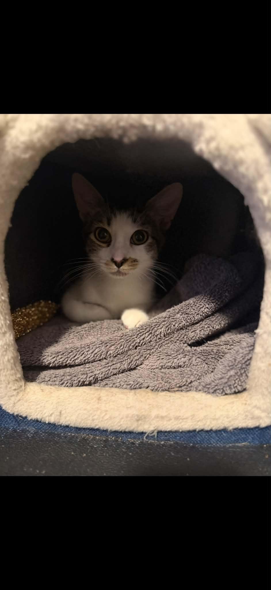Enlarge Allie, a Adoptable Domestic Short Hair in Croton on Hudson, NY image 3/3