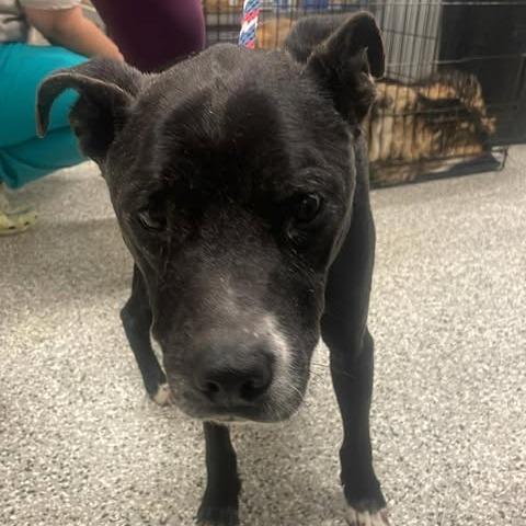 Wilhelm of Saxon, a Adoptable Mixed Breed in Fredericksburg, VA image 1/2