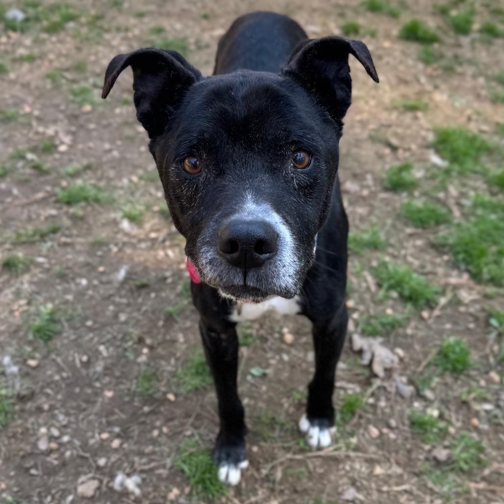 Wilhelm of Saxon, a Adoptable Mixed Breed in Fredericksburg, VA image 2/2