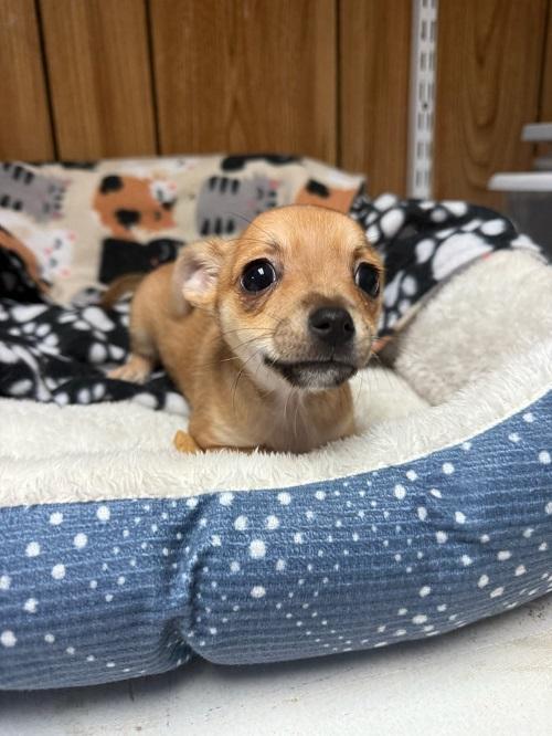 Pup 27474 (Gizmo), a Adoptable Chihuahua in Parlier, CA image 2/5