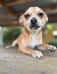 Pup 27474 (Gizmo), a Adoptable Chihuahua in Parlier, CA image 3/5