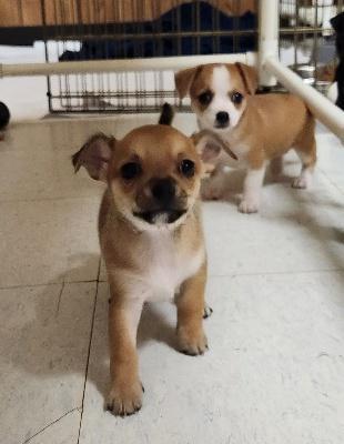 Pup 27474 (Gizmo) — thumbnail 3