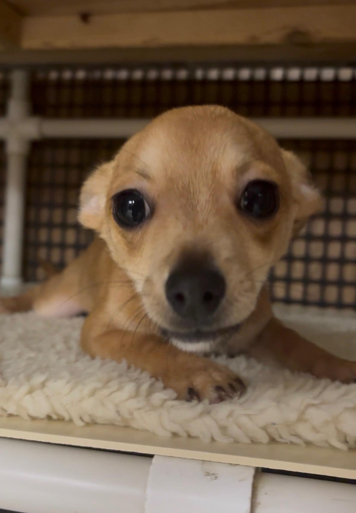 Pup 27474 (Gizmo) — thumbnail 4