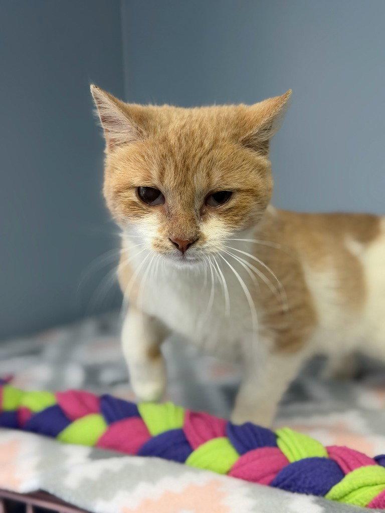 Daphne, a Adoptable Domestic Short Hair in Lovingston, VA image 1/3