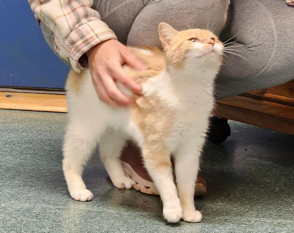 Enlarge Daphne, a Adoptable Domestic Short Hair in Lovingston, VA image 2/3