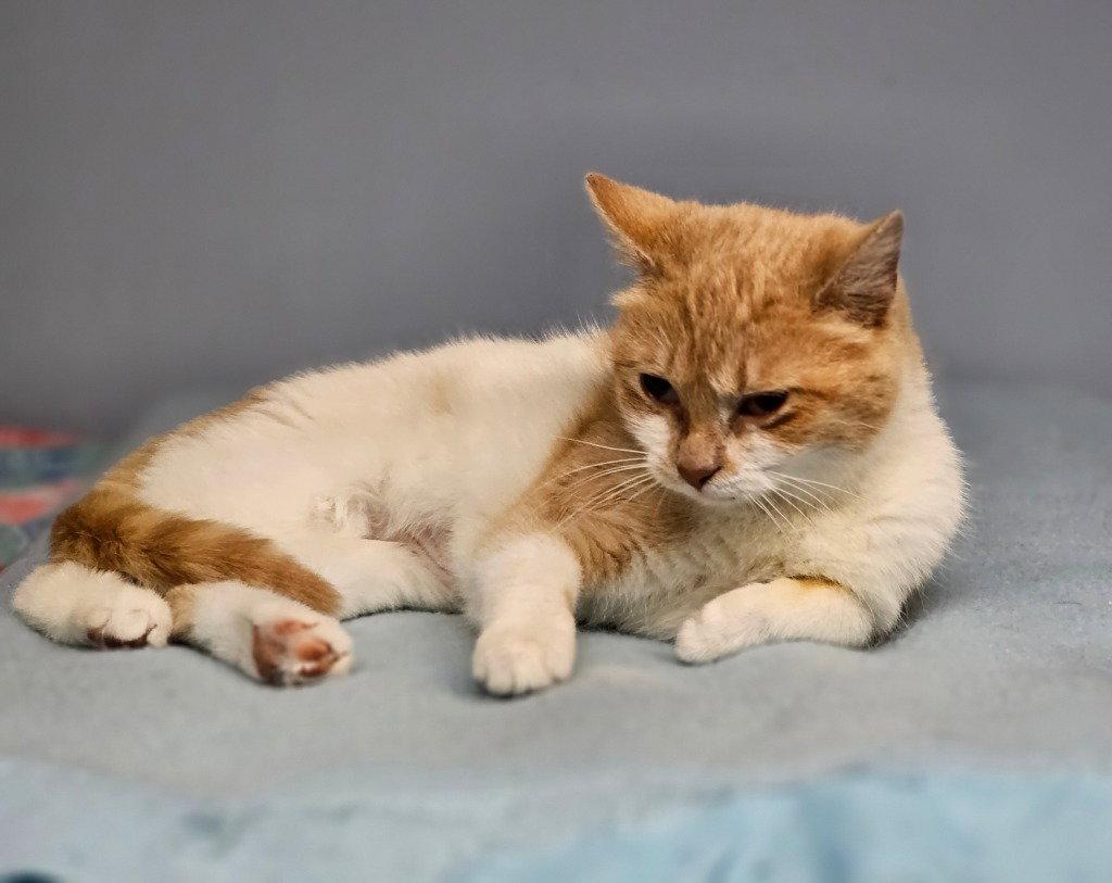Daphne, a Adoptable Domestic Short Hair in Lovingston, VA image 2/3