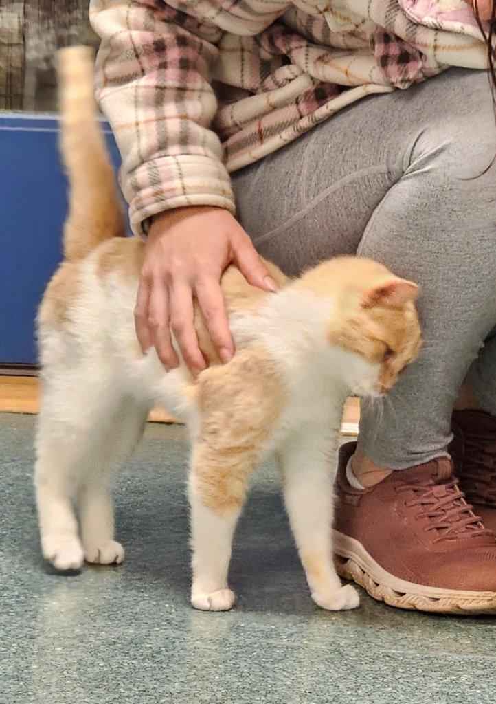 Enlarge Daphne, a Adoptable Domestic Short Hair in Lovingston, VA image 3/3