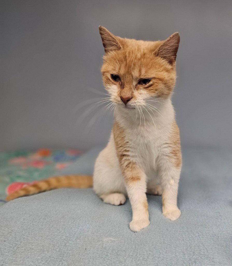 Daphne, a Adoptable Domestic Short Hair in Lovingston, VA image 3/3